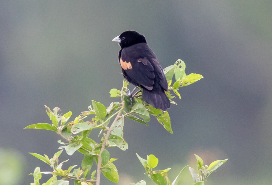 Birds in Volcanoes National Park.