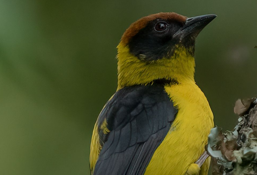 Birds to See in Volcanoes National Park.