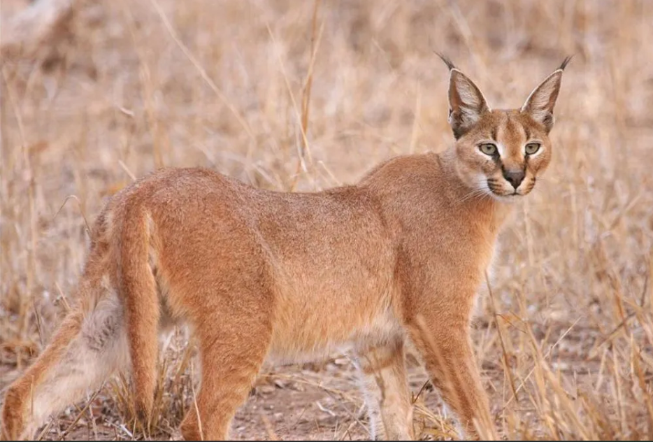 Caracal, the Elusive Wild Cat