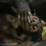 Chimpanzee Habituation in Uganda
