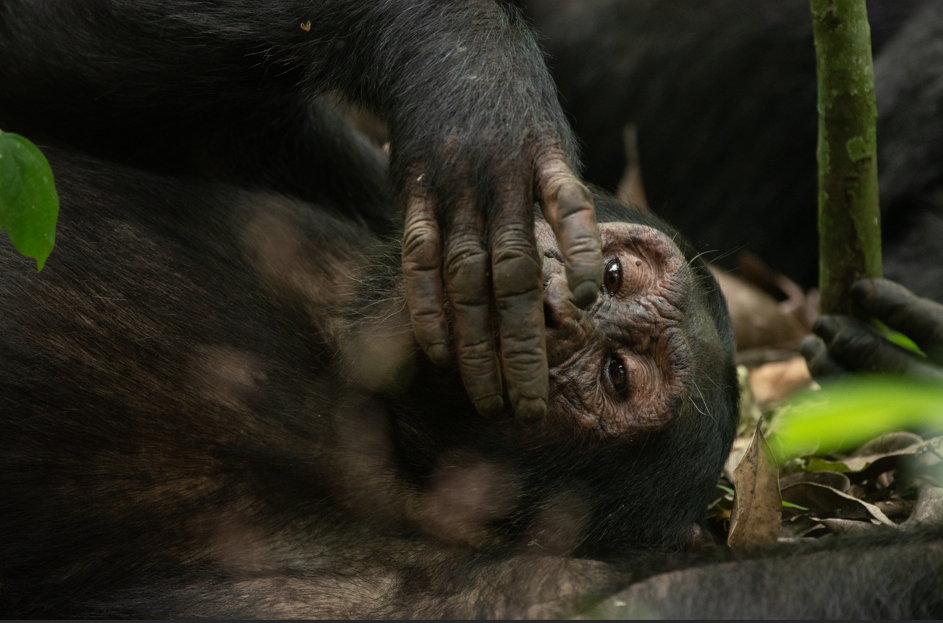 Chimpanzee Habituation in Uganda