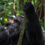 Chimpanzee Trekking Tour in Kibale Forest from South Africa