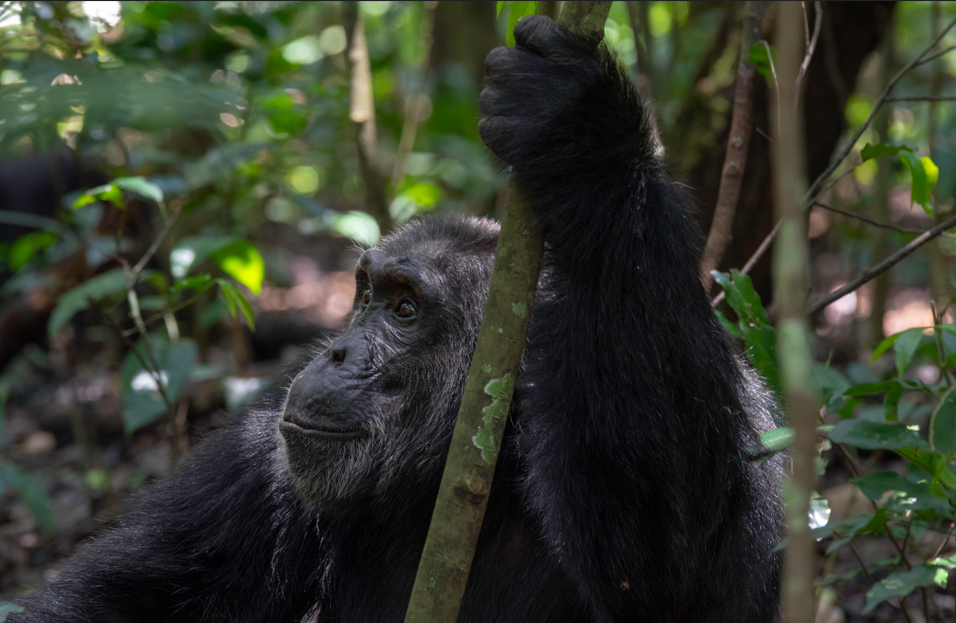 Chimpanzee Trekking Tour in Kibale Forest from South Africa