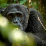 Chimpanzee Trekking in Kibale from Jinja