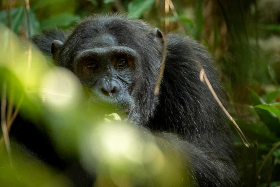 Chimpanzee Trekking in Kibale from Jinja