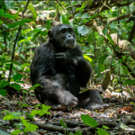 Chimpanzee Trekking in Kibale from the United States of America