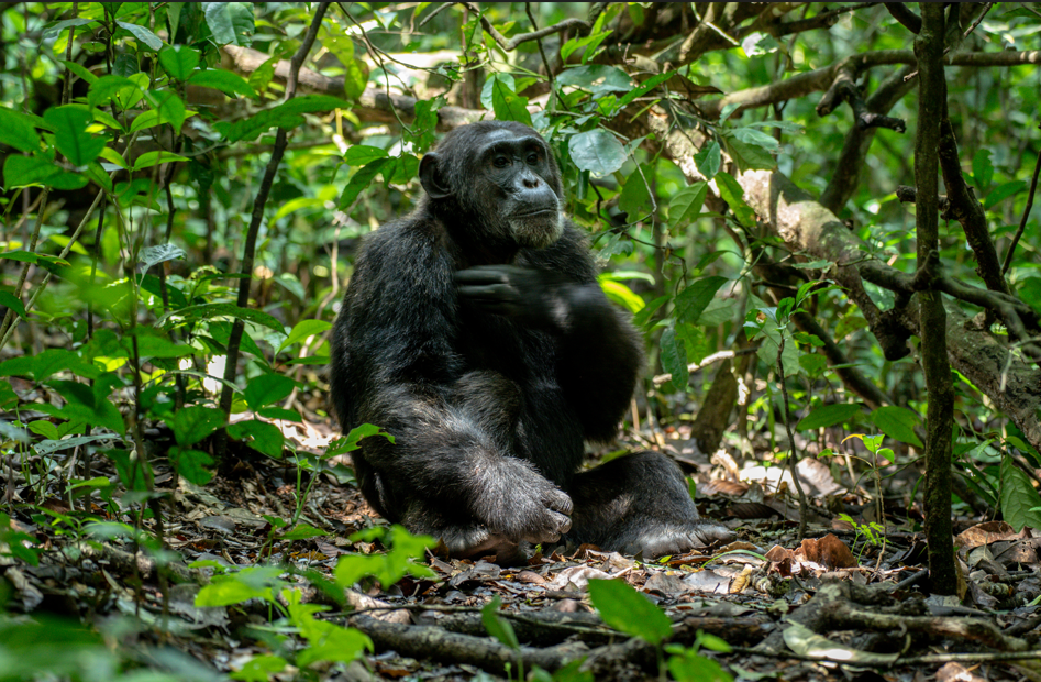 Chimpanzee Trekking in Kibale from the United States of America