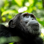 Chimpanzee Trekking in Uganda’s Kibale from Canada