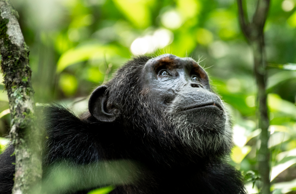 Chimpanzee Trekking in Uganda’s Kibale from Canada