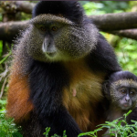 Golden Monkey Tracking in Volcanoes National Park.
