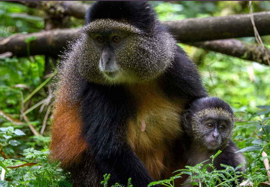 Golden Monkey Tracking in Volcanoes National Park.