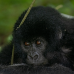 Gorilla Trekking Safaris in Volcanoes National Park.