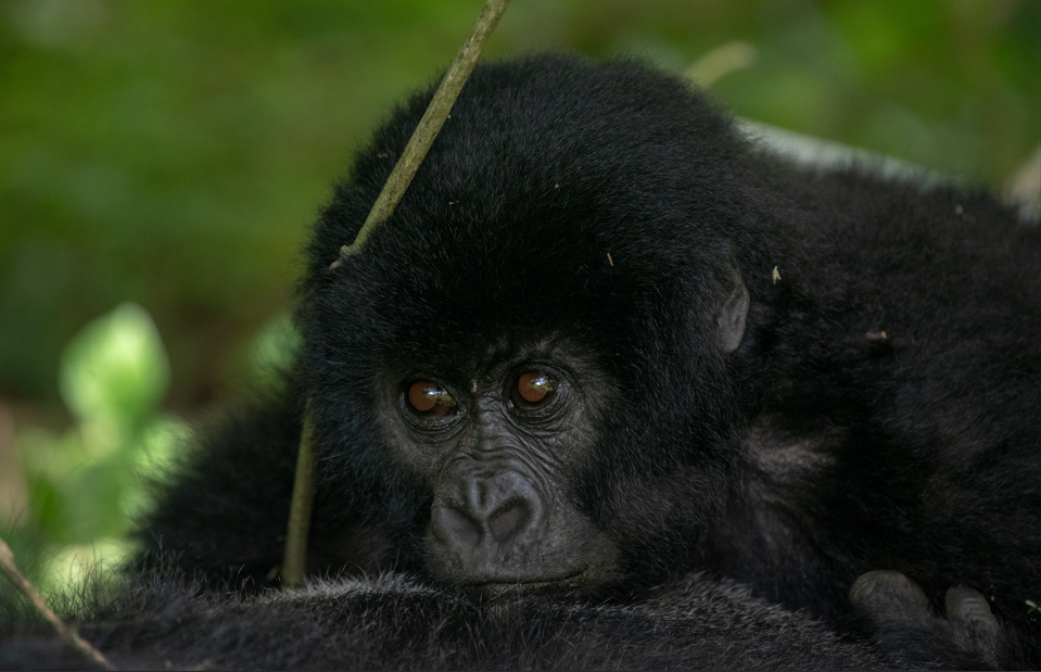 Gorilla Trekking Safaris in Volcanoes National Park.