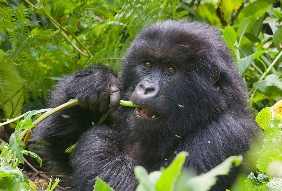 Gorilla trekking in Volcanoes National Park, Rwanda
