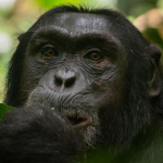 Honeymoon in Kibale Forest National Park: Kibale Forest National Park is one of the top destinations for honeymoon safaris in Uganda that attract tourists from different parts of the country for its top-notch adventure activities.