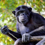 How Many Daily Trekkers Can do Chimpanzee Habituation