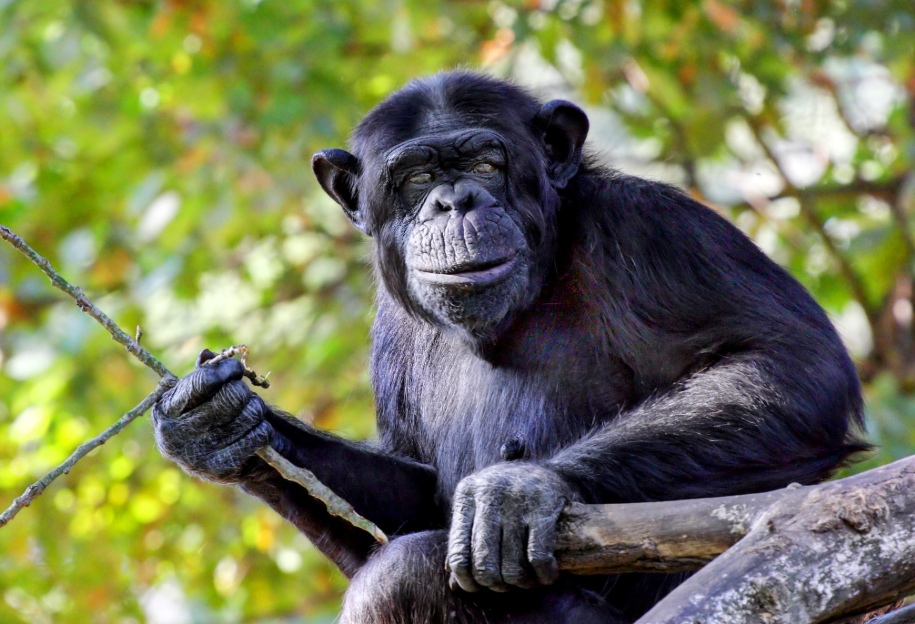 How Many Daily Trekkers Can do Chimpanzee Habituation