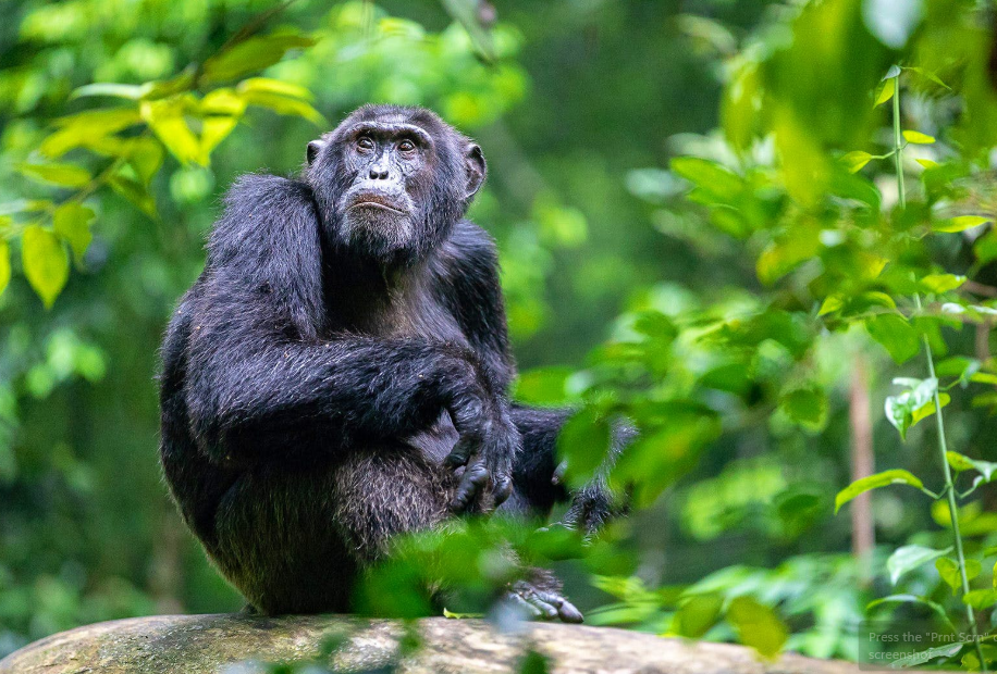 How Many People Can Visit a Semi-habituated family in Kibale