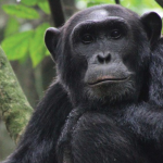How Many Trekkers Can Do Chimpanzee Habituation in Kibale Daily