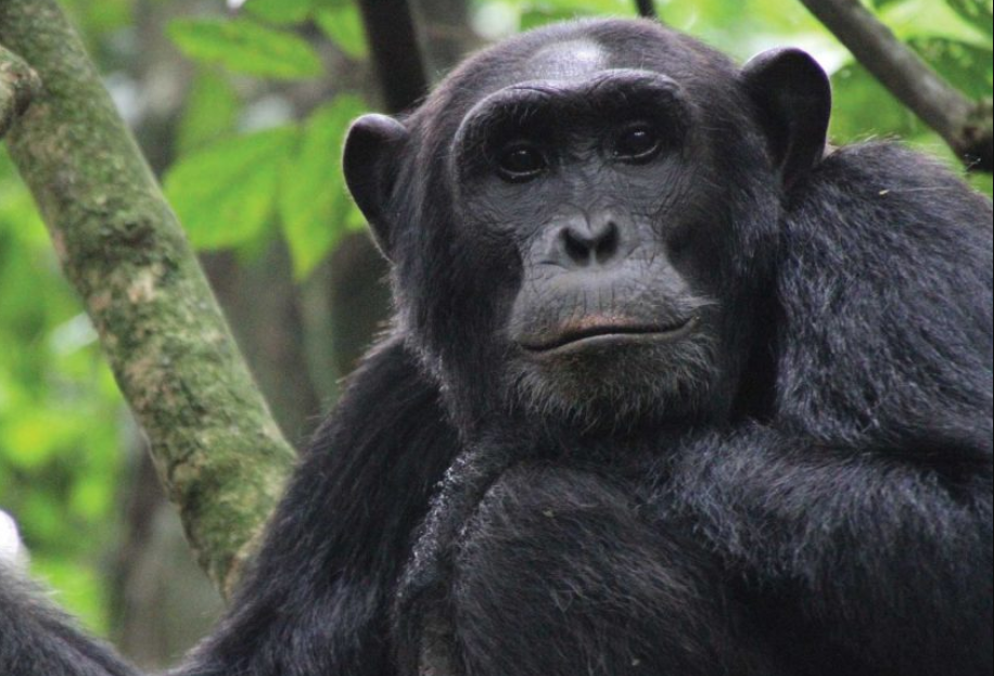 How Many Trekkers Can Do Chimpanzee Habituation in Kibale Daily
