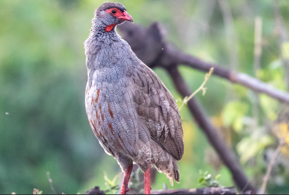  List of Bird Species in Queen Elizabeth National Park