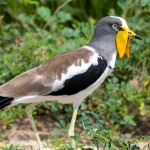 Major Bird Species in Akagera National Park.
