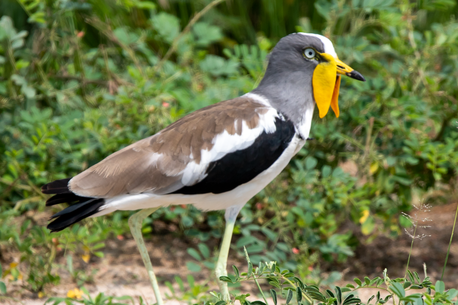 Major Bird Species in Akagera National Park.