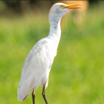 Major Bird Species in Murchison Falls National Park.