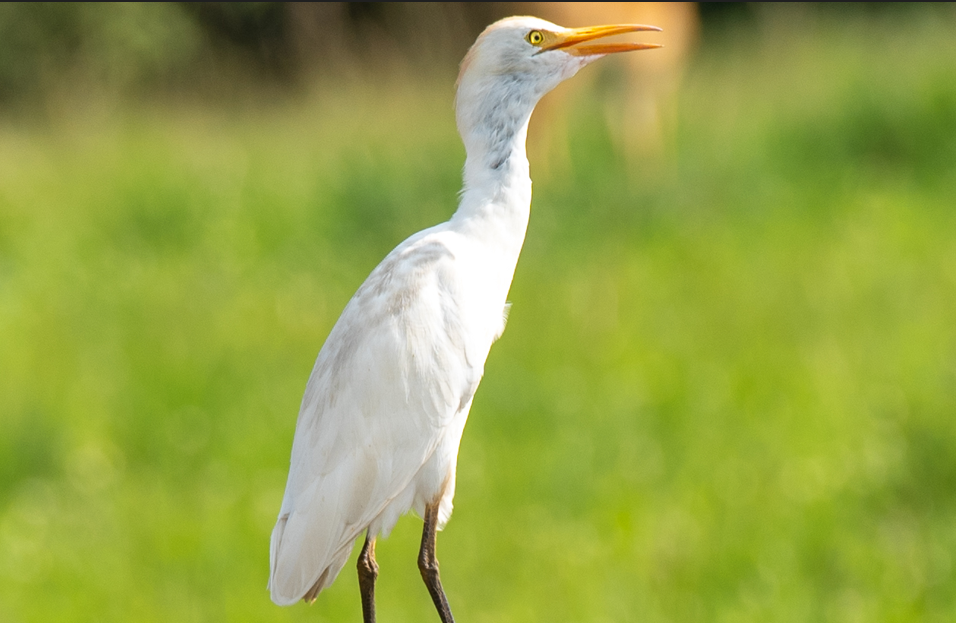 Major Bird Species in Murchison Falls National Park.