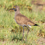 Major Bird Species in Queen Elizabeth National Park.