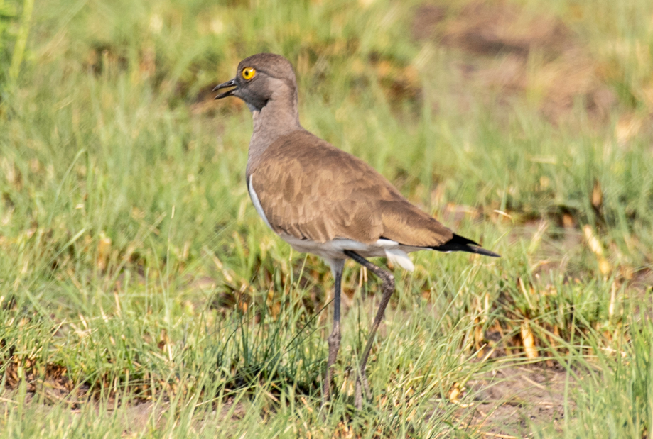 Major Bird Species in Queen Elizabeth National Park.