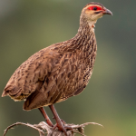 Major Bird Species of Kidepo Valley National Park.