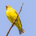 Major Bird Species to See in Akagera National Park.