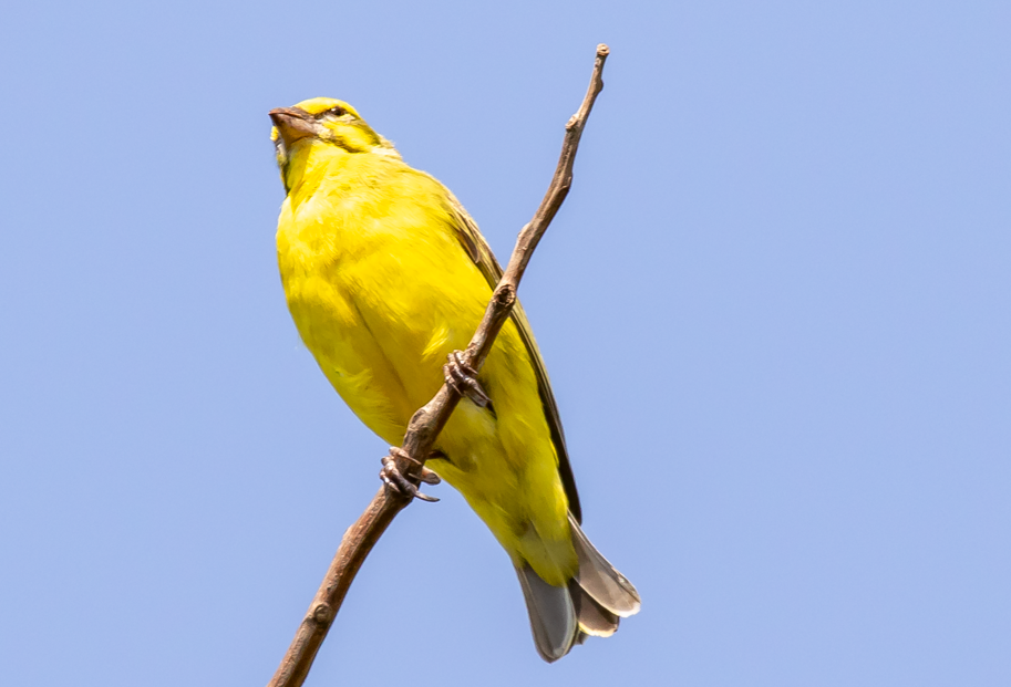 Major Bird Species to See in Akagera National Park.