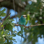 Major Bird Species to See in Kidepo National Park.