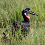 Major Bird Species to See in Nyungwe National Park.