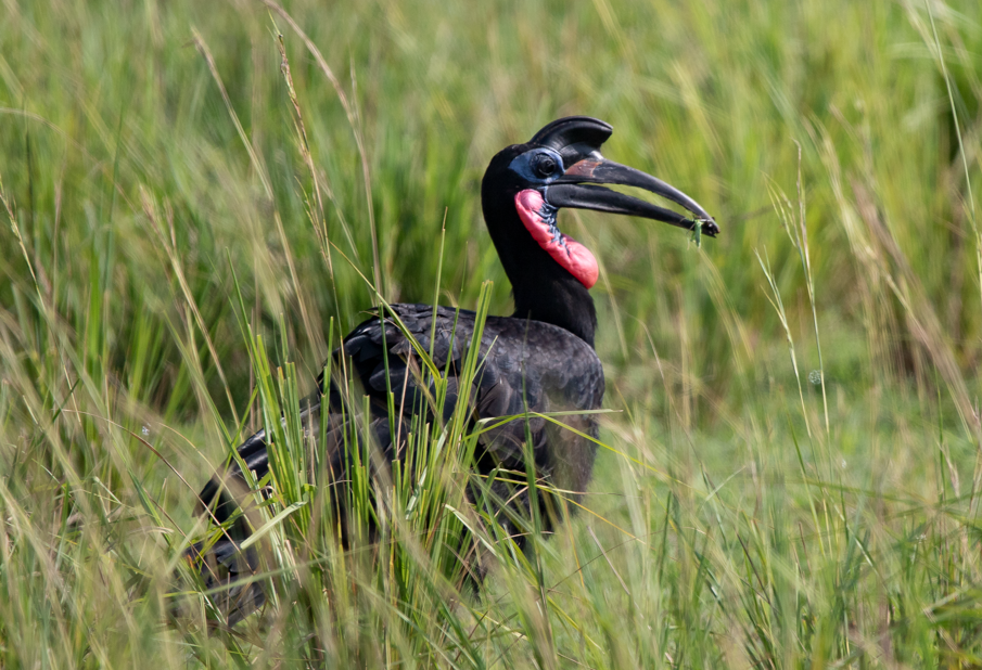 Major Bird Species to See in Nyungwe National Park.