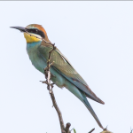 Major Bird Species to See in Nyungwe Forest National Park