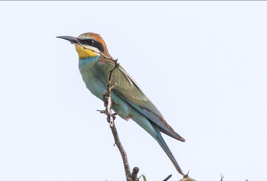 Major Bird Species to See in Nyungwe Forest National Park