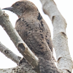 Major Birds in Bwindi Forest National Park.