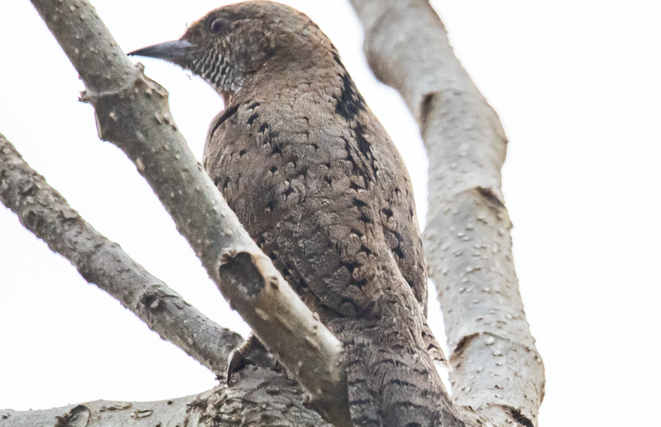 Major Birds in Bwindi Forest National Park.