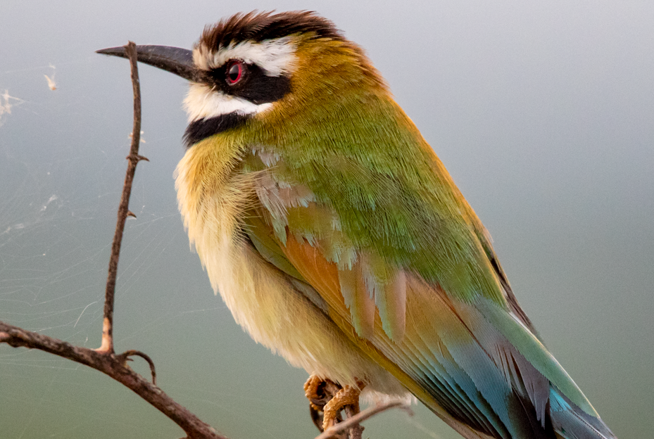 Major Birds in Lake Mburo National Park.