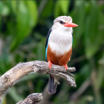 Major Birds in Nyungwe Forest National Park.