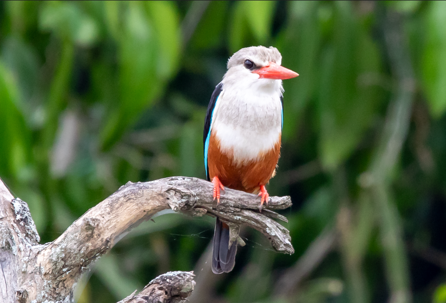 Major Birds in Nyungwe Forest National Park.