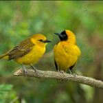 Major Birds in Queen Elizabeth National Park.