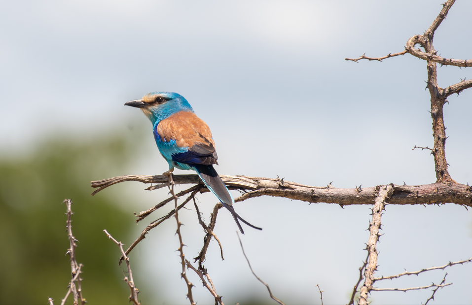Major Birds of Kidepo Valley National Park.