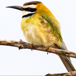 Major Birds to See in Lake Mburo National Park.