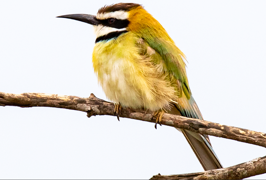 Major Birds to See in Lake Mburo National Park.