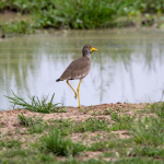 Major Birds to See in Murchison Falls National Park.