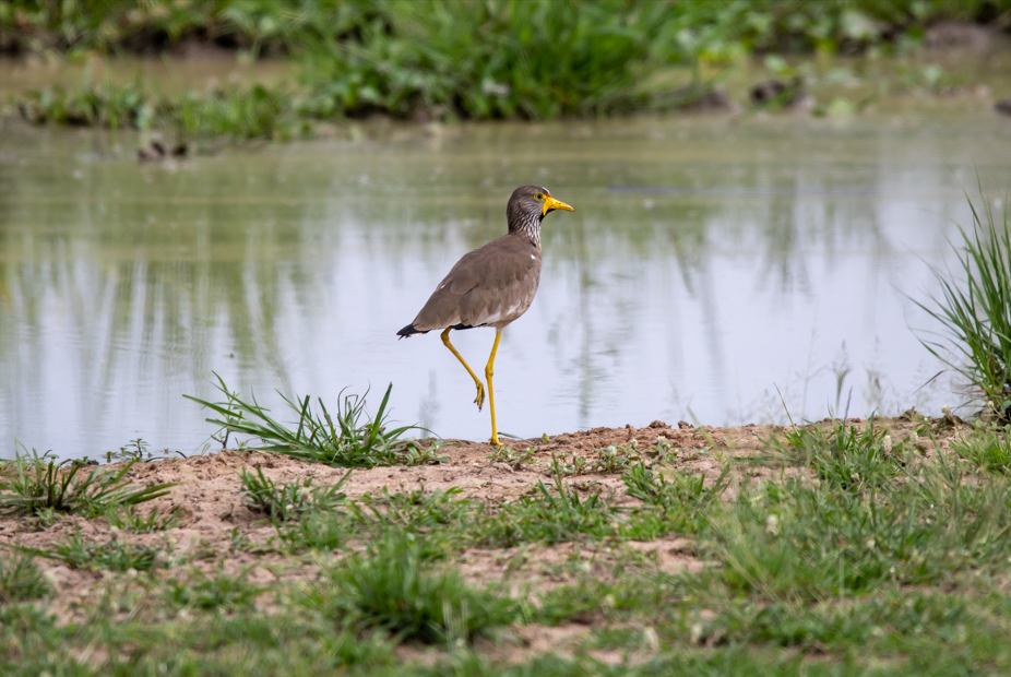 Major Birds to See in Murchison Falls National Park.